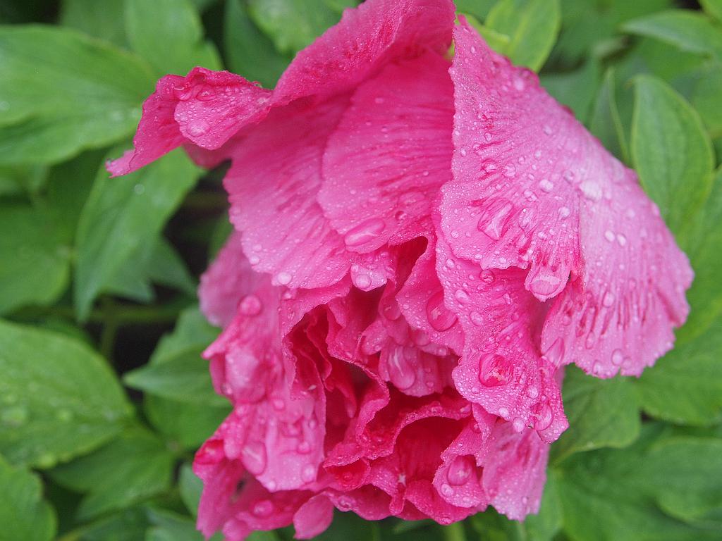 peony16b (15)